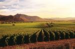 Viña Caliterra primer productor vino Chile obtener certificación CarbonNZero.