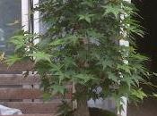 Acers Palmatum 2017