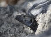Nuestros pequeños dragones…
