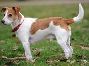 mejores razas perro para correr