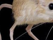 canguro enano: roedor diferente