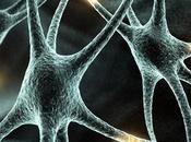Encuentran Neuronas Especializadas Piel
