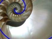 Teoría Fibonacci