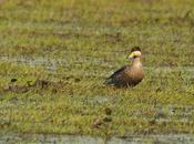 Pato capuchino (Silver Teal) Anas versicolor