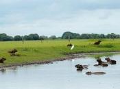 como fundó Fernando Apure, hace años #Venezuela