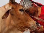 India, país todas vacas sagradas.