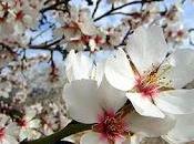 Almendros flor