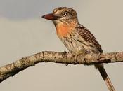Durmilí (Chaco Puffbird) Nystalus maculatus