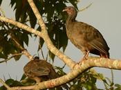 Charata (Chaco Chachalaca) Ortalis canicollis