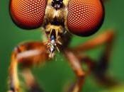 ataque mortal mosca asesina tamaño grano arroz