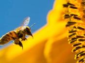 polen polinizando girasol With pollen pollinating sunflower.