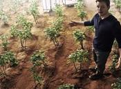 puede cultivar papas Marte prueba científica