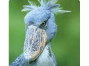 Cigüeña Pico Zapato