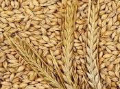 ¿Qué debo saber sobre soñar cereales?