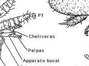 Bio-anatomia varroa jacobsoni bio-anatomy jacobsoni.
