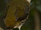 vedette chacra Macena