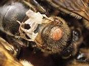 Virus alas deforme