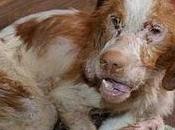 Sevilla, después esta foto reacciono queda lágrimas