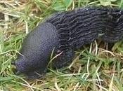 Babosas