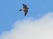 Halcón peregrino cazando Luanco
