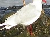 Gaviotas cabecinegras Bañugues