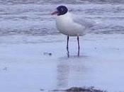 Gaviotas cabecinegras...ya casi.