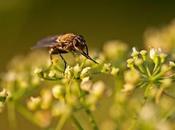 Insectos fundamentales para plantas