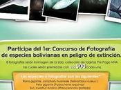 Premio Concurso fotográfico Fundación Estás Vivo Especies Peligro Extinción Categoría Rhea pennata garleppi (Ñandú andino)