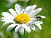 Astenia primaveral (again)