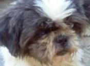 Este cruce tzitxu abuelito busca familia especial.