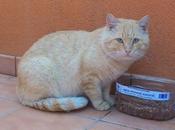 Rubio, gato casero abandonado (Murcia)
