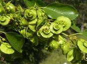 Conoce beneficios Paliuro