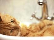 Dile Adiós Pulgas Gato Estos Eficaces Remedios Caseros.