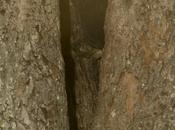 Tucán grande (Toco Toucan) Ramphastos toco