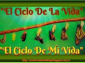 Muerte como parte Ciclo Vida"