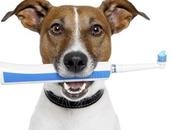 problemas comunes dientes perros