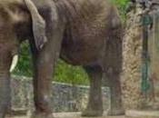 Maduro asegura caso Elefante Ruperta #zoo #Caricuao convirtió novela