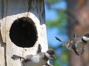 Aprendiendo Volar