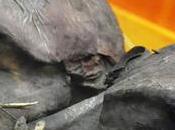 Kap-Dwa: misterioso gigante tres metros altura cabezas Patagonia