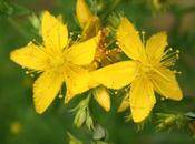 Ayuda natural para sueño lucha contra depresión: hierba juan