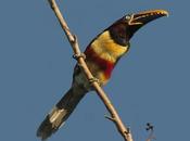 Arasarí fajado (Chestnut-eared Aracari) Pteroglossus castanotis