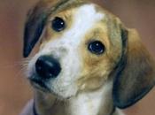 Hablar #mascota señal inteligencia