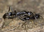 hormigas socorren tratan semejantes heridas batallas