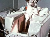 Laika, terrible historia primer perro #cosmonauta #Animales #mascotas