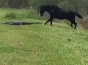 Impactante pelea ¡entre caballo cocodrilo! #Animales (VIDEO)
