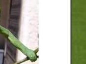 Alerta: Descubren nueva especie camaleón