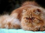 Como Podemos Tratar Convulsiones Nuestro Gato Causas Síntomas.