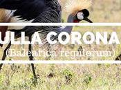 Grulla coronada cuelligrís