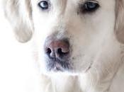 cachorritos aprecian hables como bebé, pero perros adultos #Animales #Mascotas