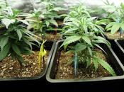 trastorno ansiedad social adicción marihuana: riesgos malas hierbas para fobia